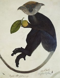 Singe noir - English School